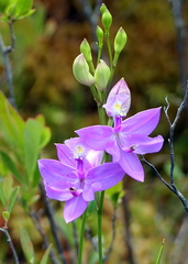 Calopogon tuberosus