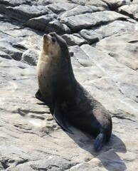 Arctocephalus tropicalis