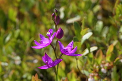 Calopogon tuberosus