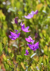 Calopogon tuberosus