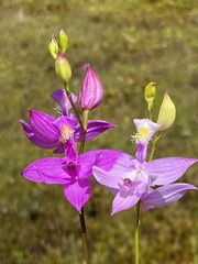 Calopogon tuberosus