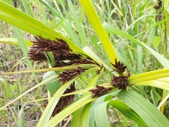 Cyperus ustulatus