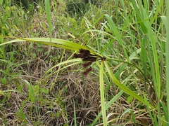 Cyperus ustulatus