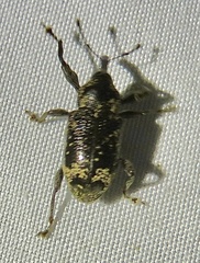 Hylobiina
