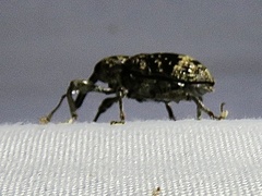 Hylobiina
