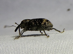 Hylobiina