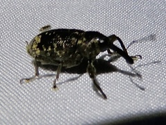 Hylobiina