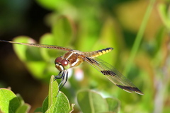 Libellula semifasciata