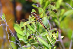 Libellula semifasciata
