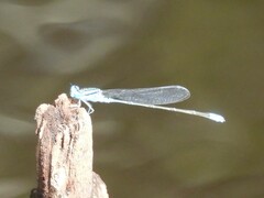 Pseudagrion