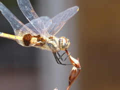 Tramea loewii