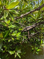 Varanus salvator salvator