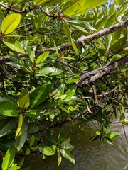 Varanus salvator salvator