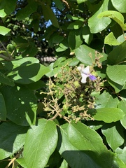 Gmelina leichhardtii