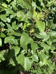 Gmelina leichhardtii