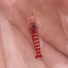 Alpheopsis equidactylus