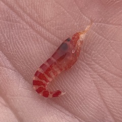 Alpheopsis equidactylus