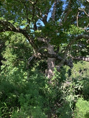 Gmelina leichhardtii