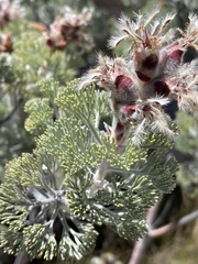 Paranomus tomentosus