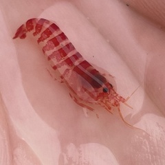 Alpheopsis equidactylus