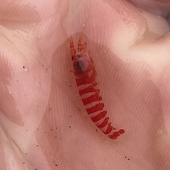 Alpheopsis equidactylus