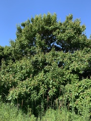 Gmelina leichhardtii