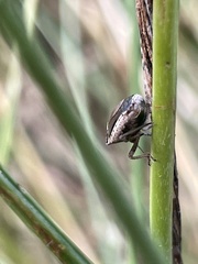 Eysarcoris distinctus