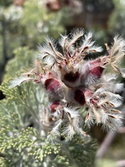 Paranomus tomentosus