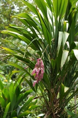 Cordyline rubra