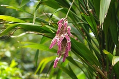 Cordyline rubra