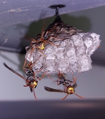 Polistes humilis humilis