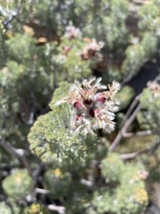 Paranomus tomentosus