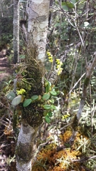 Bulbophyllum conchidioides