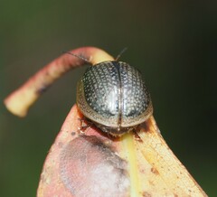 Paropsisterna agricola