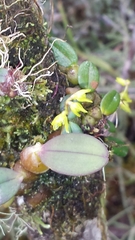 Bulbophyllum conchidioides
