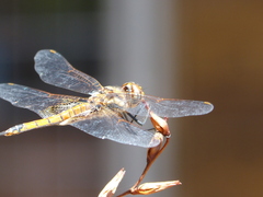 Tramea loewii