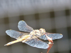 Tramea loewii