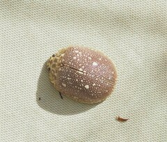 Paropsis aegrota elliotti