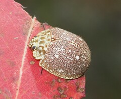 Paropsis aegrota elliotti