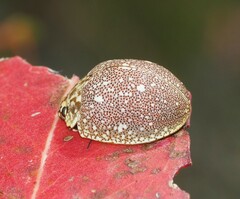 Paropsis aegrota elliotti