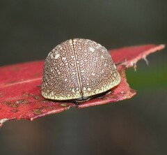 Paropsis aegrota elliotti