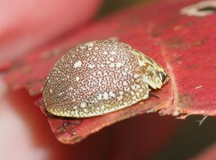 Paropsis aegrota elliotti