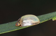 Paropsisterna bimaculata
