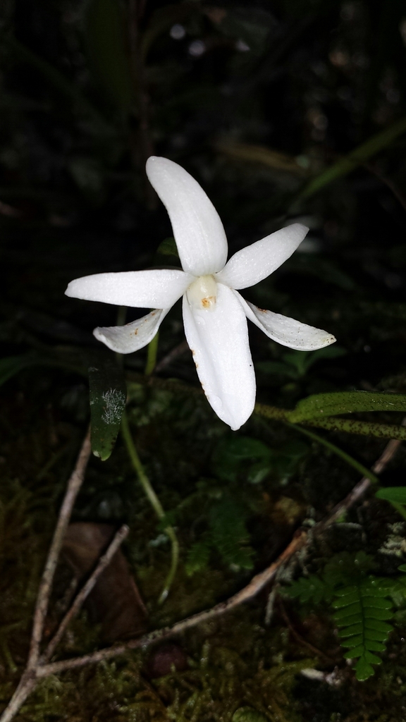 Angraecum melanostictum Schltr.