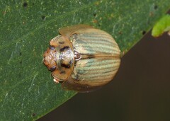 Paropsisterna bimaculata