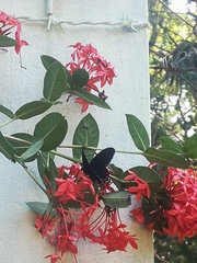 Mimoides thymbraeus thymbraeus