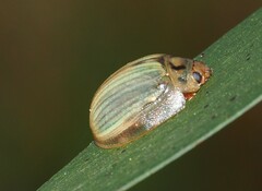 Paropsisterna bimaculata