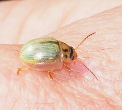 Paropsisterna bimaculata