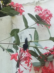 Mimoides thymbraeus thymbraeus