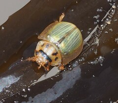 Paropsisterna bimaculata